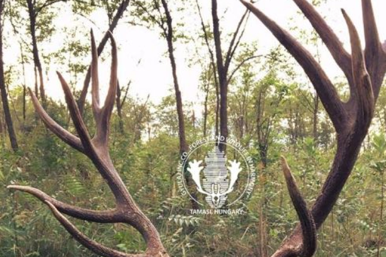 Kapitális bikát ejtettek el a Gyulaj Zrt területén