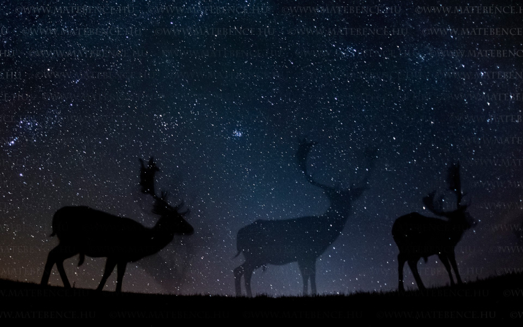 Magyarországi és afrikai éjszakai állatfotóival nyert díjat Máté Bence