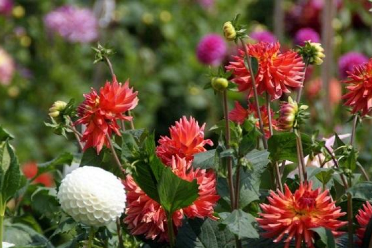 Még mindig gyakoriak a viráglopások 