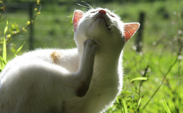 Frontline Combo – ha fontos kedvence, és otthona védelme is