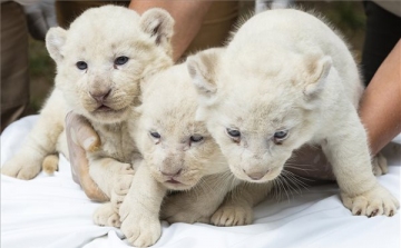 Három fehér oroszlán született a Nyíregyházi Állatparkban