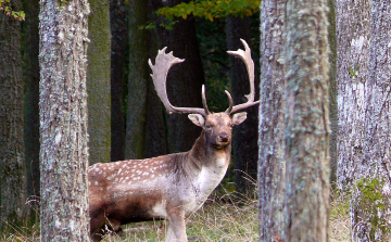 A Gyulaji dám bekerült a Tolna Megyei Értéktárba
