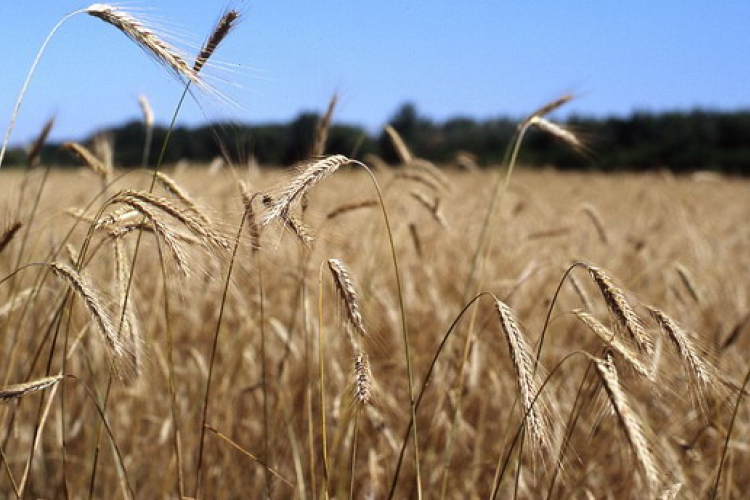 Az országos átlagnál jobb lett a búzatermés 