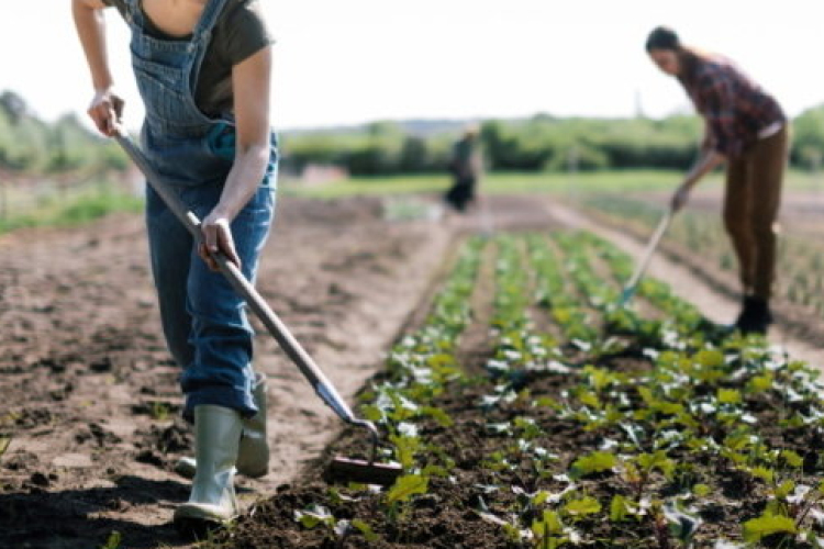 Változás július 1-től: évente 120 napot lehet alkalmi és idénymunkában dolgozni
