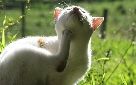 Frontline Combo – ha fontos kedvence, és otthona védelme is