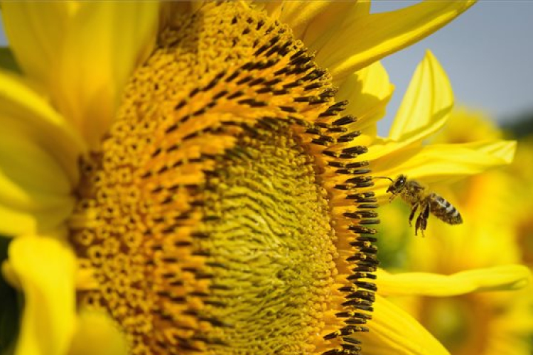 Kezdődik a napraforgó virágzása 