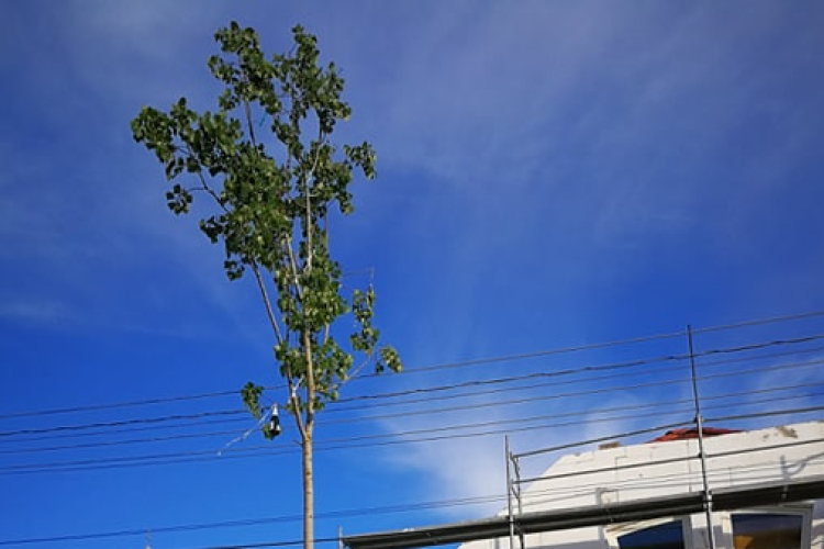 Szeretetüzenetekkel szeretnék újradíszíteni a májusfát 