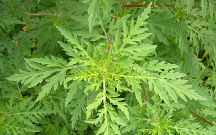 Védekezni kell a parlagfű ellen