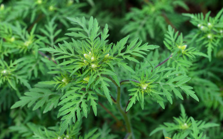 Védekezni kell a parlagfű ellen 