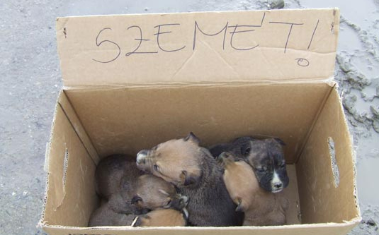 Kiskutyákat hagytak sorsukra az út szélén