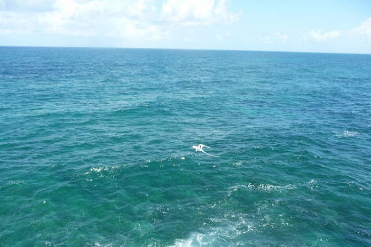 Az óceánok savasodásának mértékét vizsgálják
