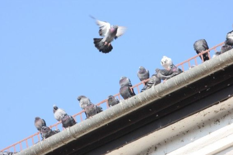 Légfegyverrel sétálgatott, galambra vadászott