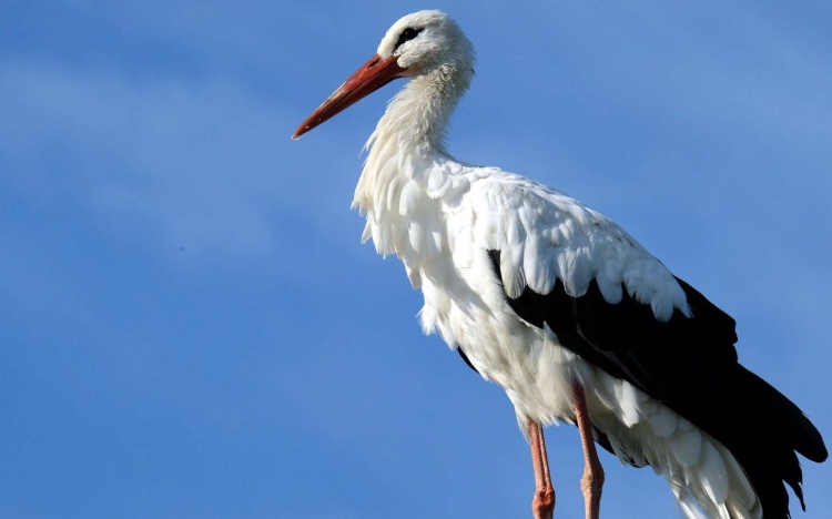 Megállítható lenne a fehér gólya állományának csökkenése 