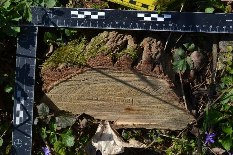 Vádemelést javasol a rendőrség a gyönki falopás ügyében