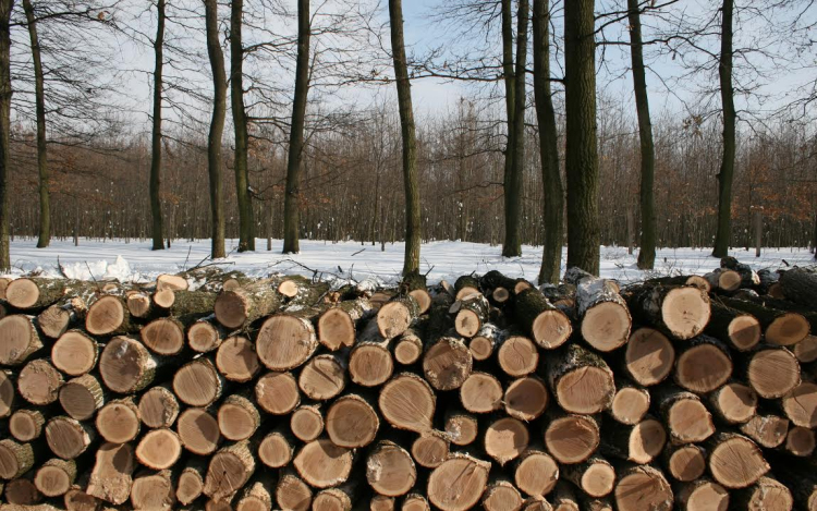 Eredményesen zárult a szociális tűzifa program a Gyulaj Zrt.-nél