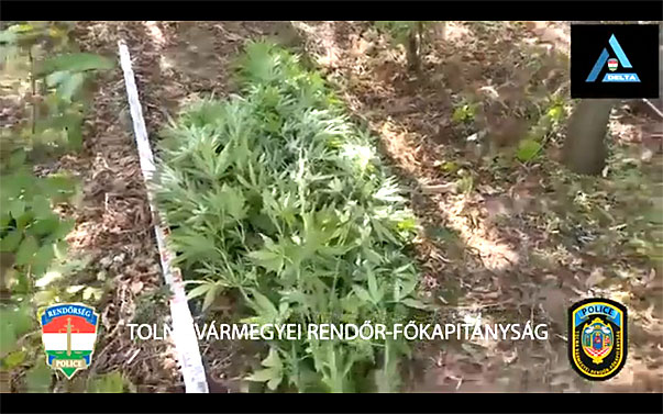 Iregszemcsén bukott le egy cannabistermesztő – videó a cikkben
