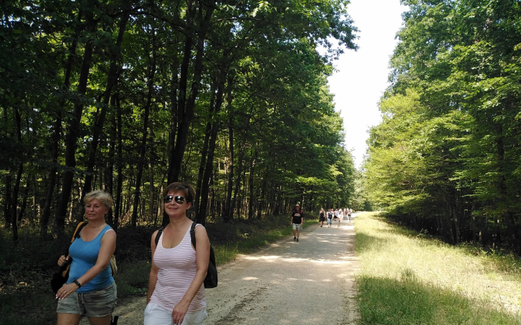 A Mecsekbe kirándultak a természetjárók