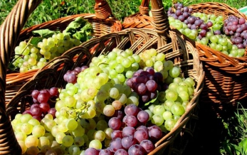 Szüreti rendezvényeket ellenőriznek Tolna megyében