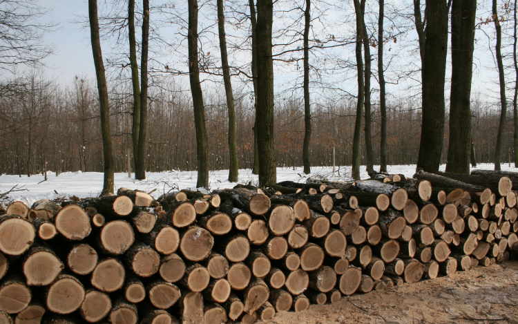 Tűzifával segítenek a rászoruló családoknak 