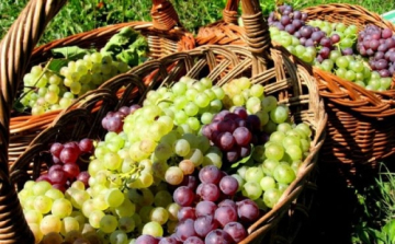 Szüreti rendezvényeket ellenőriznek Tolna megyében