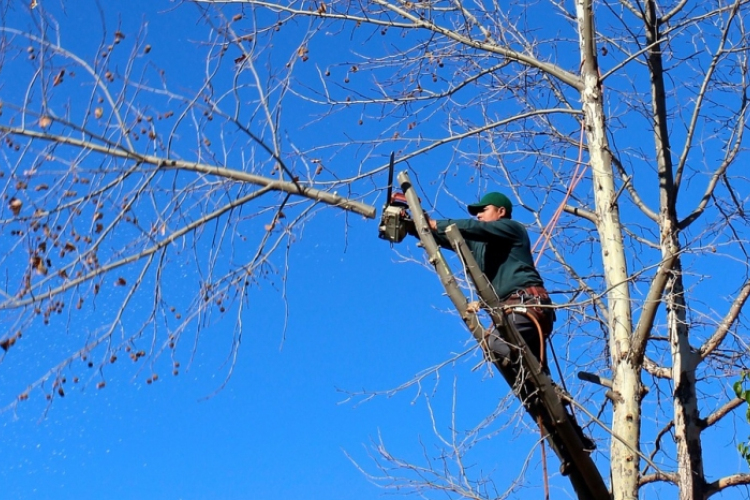 Fákat metszenek meg a lakótelepen