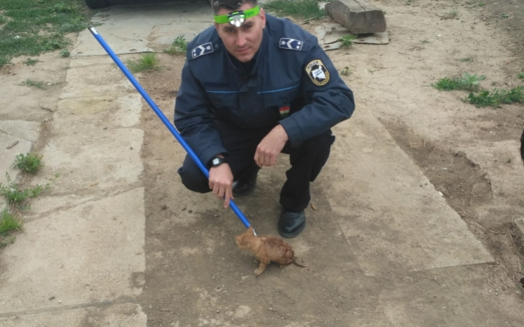 Megmentették a kiscicát