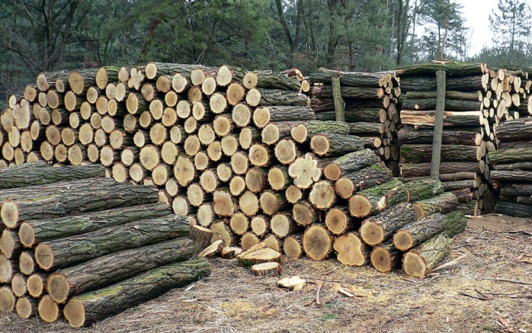 Sikeresen teljesült a szociális tűzifaprogram Tolna vármegyében 