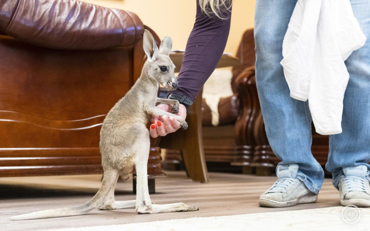 Vörös óriáskenguru született a Nyíregyházi Állatparkban