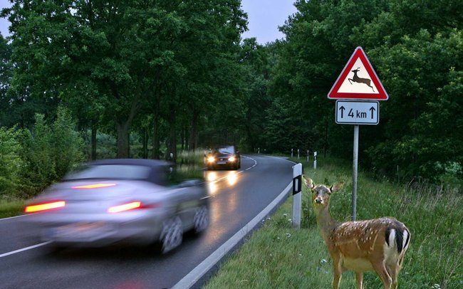 Minden hétre jut egy vadbaleset