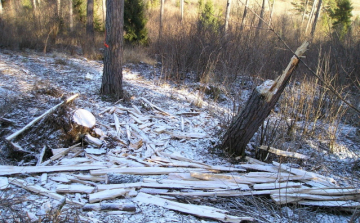 A község erdejéből lopott fát