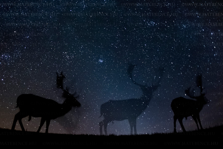 Magyarországi és afrikai éjszakai állatfotóival nyert díjat Máté Bence