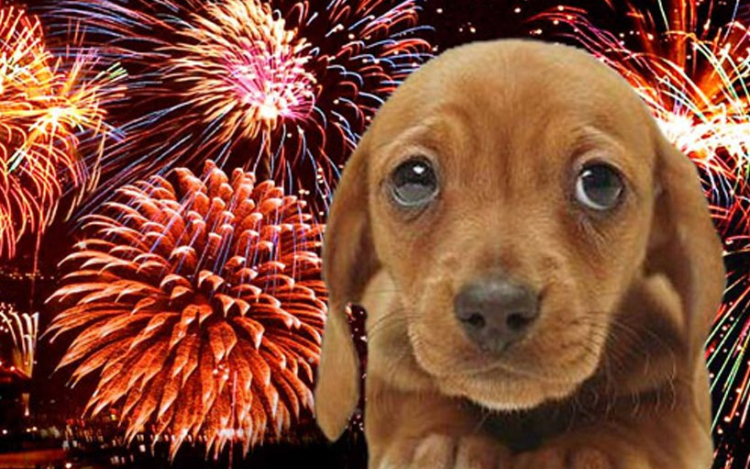 Sok állat kóborol el félelmében 