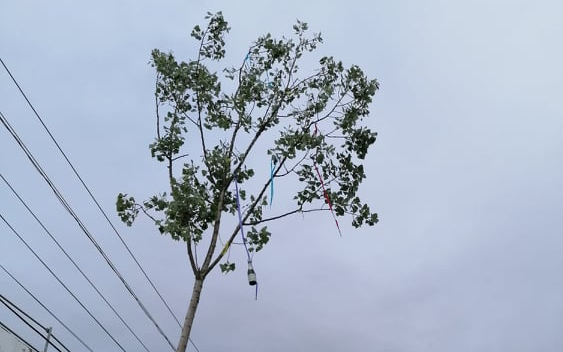 Májusfát állítottak Iregszemcsén