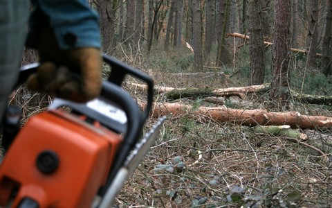 Engedély nélkül vágták ki a fákat