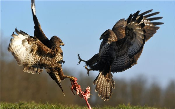 Viaskodó ölyvek Pacsmagon