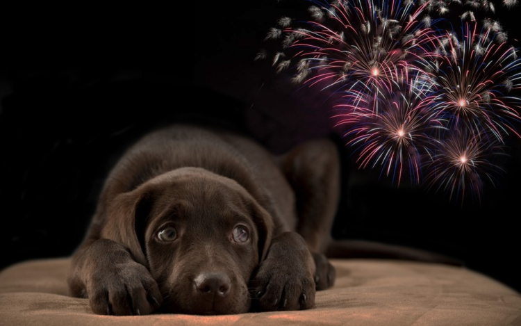 A petárda robban, a kutyák pedig világgá szaladnak
