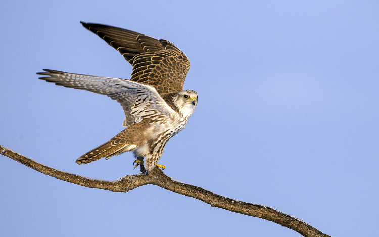 Söréttel lőttek meg ismeretlen elkövetők egy kerecsensólymot a Hortobágyon