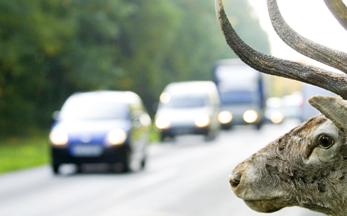 Jelentős vadveszéllyel kell számolnunk az utakon