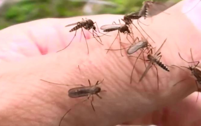 Gyorsan terem a szúnyog a melegben 