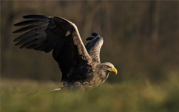 Rétisasok a Pacsmagi-halastavaknál