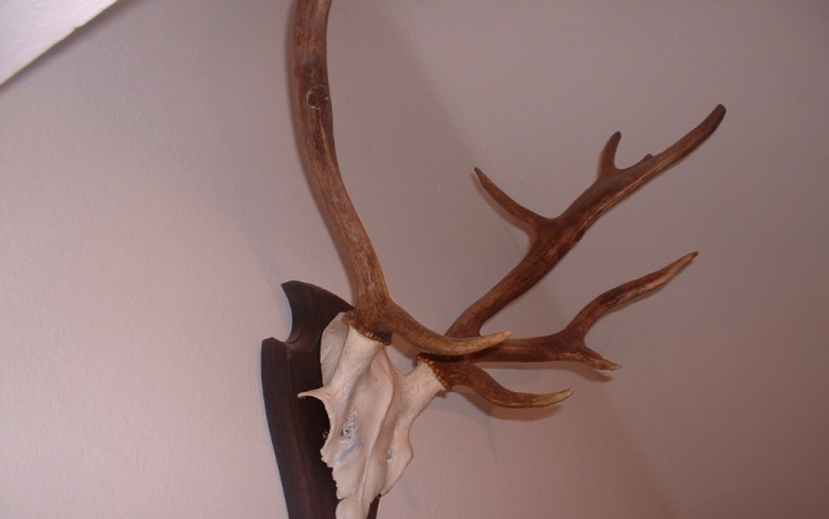 Trófeát próbált lopni 